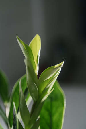 The leaf of the house plant is close.の写真素材