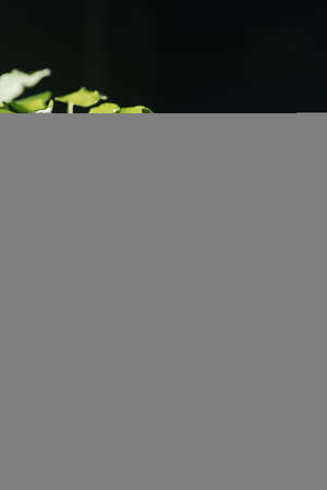 The leaf of the house plant is close.の写真素材