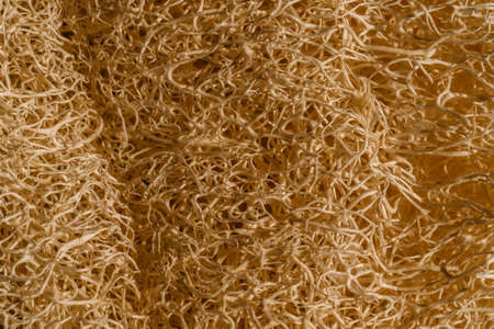 Texture of beige Loofah natural sponge close-up.の写真素材