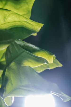 Abstract background of green leaves. A close plan.の写真素材