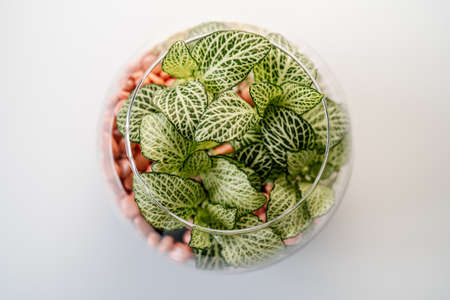 Transparent florarium with home plants top view.の写真素材