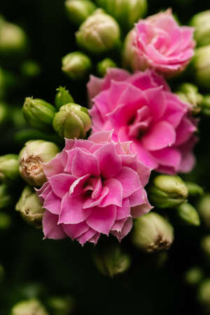 Pink house flower in bloom close-up from above.の写真素材