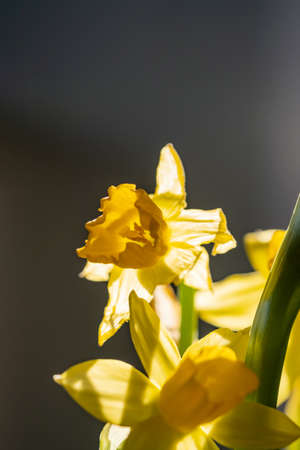 Yellow daffodils on a blurry background. Beautiful flowers.の写真素材