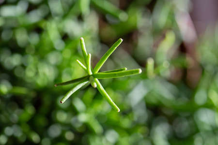 The leaf of the house plant is close.