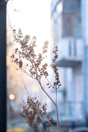A dry plant on the background of the city.の写真素材
