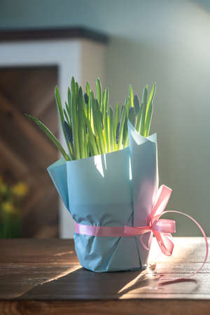 Purple flowers in a pot on the background of a home interior.の写真素材