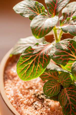 Plant in pott close-up. Beautiful green leaves.の写真素材