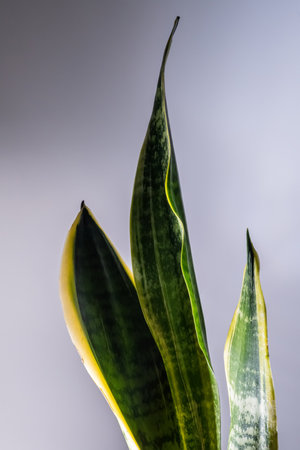 Leaves of a house plant close-up. Macro.