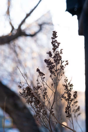 A dry plant on the background of the city.の写真素材