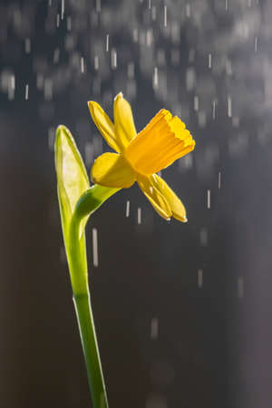Yellow daffodils on a blurry background. Beautiful flowers.の写真素材