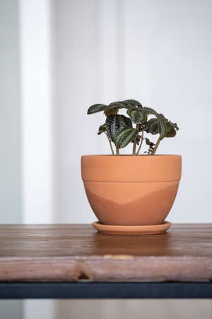 Terracotta pot with flowers on the background of the home interior.の写真素材