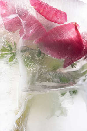 Transparent white ice with flowers frozen in it.