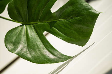A green leaf of a houseplant in close-up.