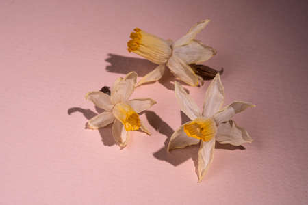 A dried narcissus flower on a beige background.の写真素材