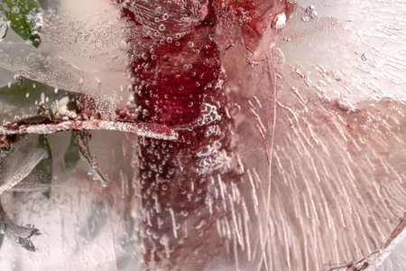 Transparent white ice with flowers frozen in it.の写真素材