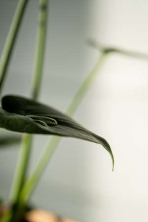 A green leaf of a houseplant in close-up.の写真素材
