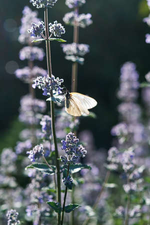 Blooming purple basil flowers in natural conditions in nature.の写真素材