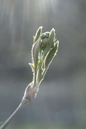 A branch with young leaves in natural conditions in spring.