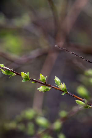 A branch with young leaves in natural conditions in spring.