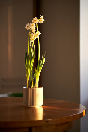 A narcissus flower in a white pot in the rays of the sun at home.の写真素材