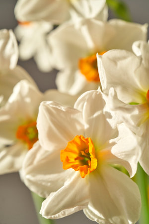 Light background of beautiful narcissus flowers.の写真素材