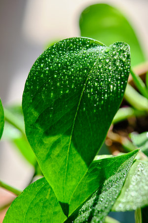 Green leaf with water drops for background