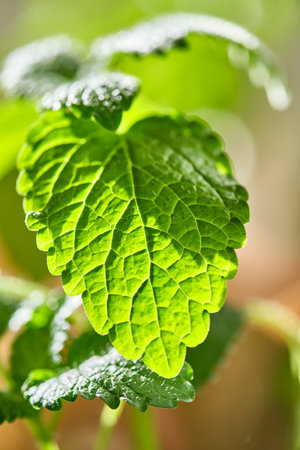 Close-up of a Mentha L. on the bush.