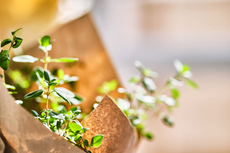 Close-up of a thyme bush. Beautiful Thymus.の写真素材