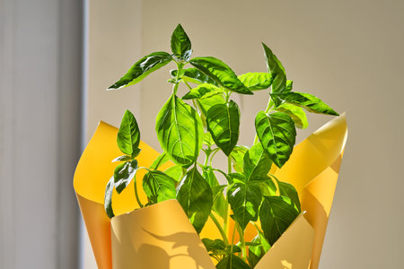 Bush of juicy green fresh basil close-up.の写真素材