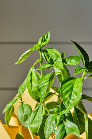 Bush of juicy green fresh basil close-up.の写真素材