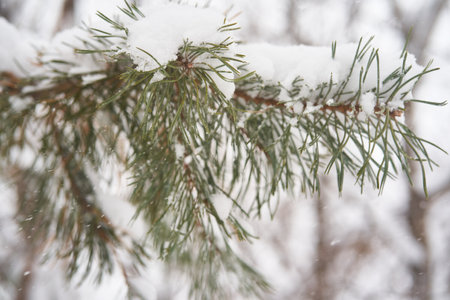 Fir branches covered with white fluffy snow.