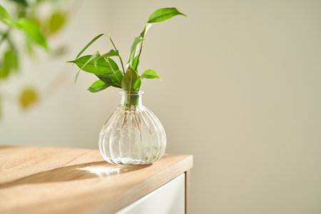 Glass vase in the sun with a ficus shoot that takes root in the water.の写真素材