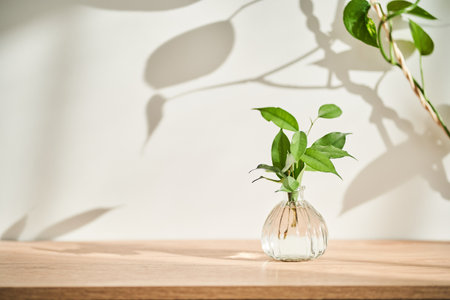Glass vase in the sun with a ficus shoot that takes root in the water.の写真素材