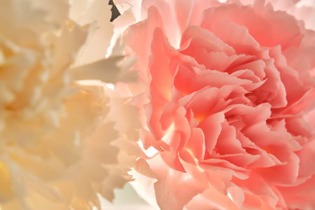 Abstract background with aster flower closeup.の写真素材