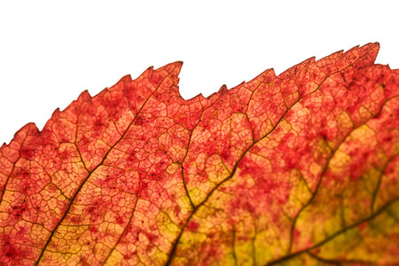 Abstract autumn leaf texture on white isolated background. Macro.