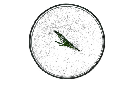 Petri dish in a sprig of rosemary with a whey texture on a white background.の写真素材