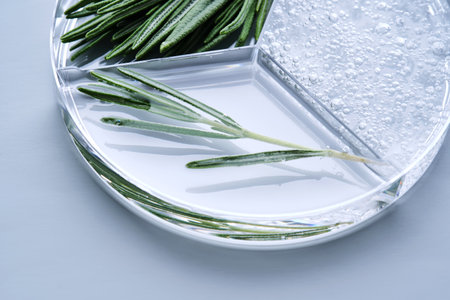 Petri dish with rosemary serum on a blue background.の写真素材
