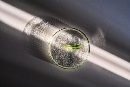 Petri dish with rosemary serum on a white background in the sun with a beautiful shadow..の写真素材