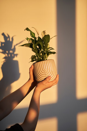 Hands holding houseplant during golden hourの写真素材