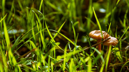 Small orange mushroom Rickenella fibula growing in the moss. Also known as Omphalina fibula. Inedible wild mushroom.の写真素材