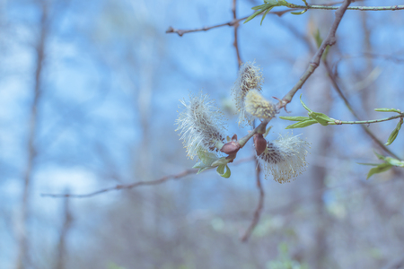 Spring branches of trees on a blue sky. Nature background. Spring conceptの写真素材