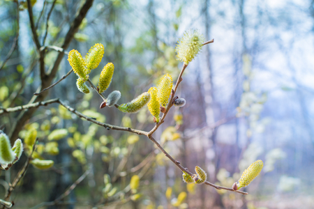 Spring branches of trees on a blue sky. Nature background. Spring conceptの写真素材