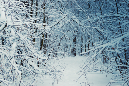 Winter forest with snow and hoarfrost on treesの写真素材