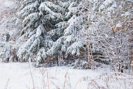 Winter forest with snow and hoarfrost on treesの写真素材