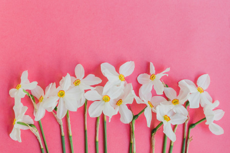 White daffodils on a pink background empty space for your text, top viewの写真素材