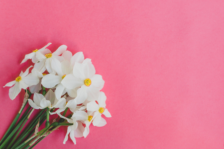 White daffodils flowers on a pink background empty space for your text, top viewの写真素材