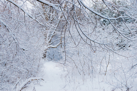 Winter forest with snow and hoarfrost on treesの写真素材