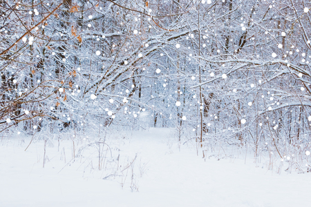 Snowfall in the winter forest with snow and hoarfrost on the treesの写真素材