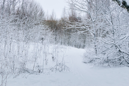Winter forest with snow and hoarfrost on treesの写真素材