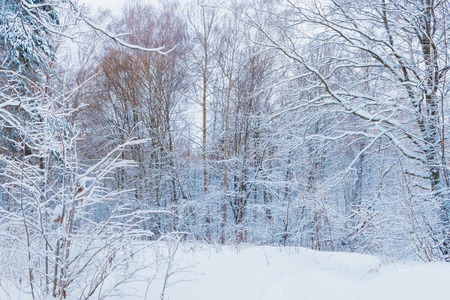 Winter forest with snow and hoarfrost on treesの写真素材